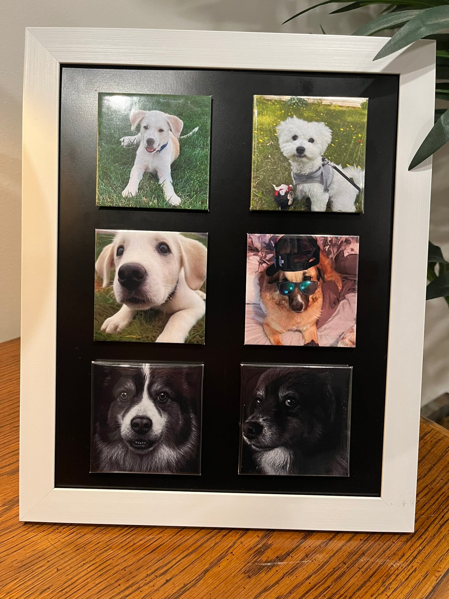 Bundle of 6 Photo Magnets